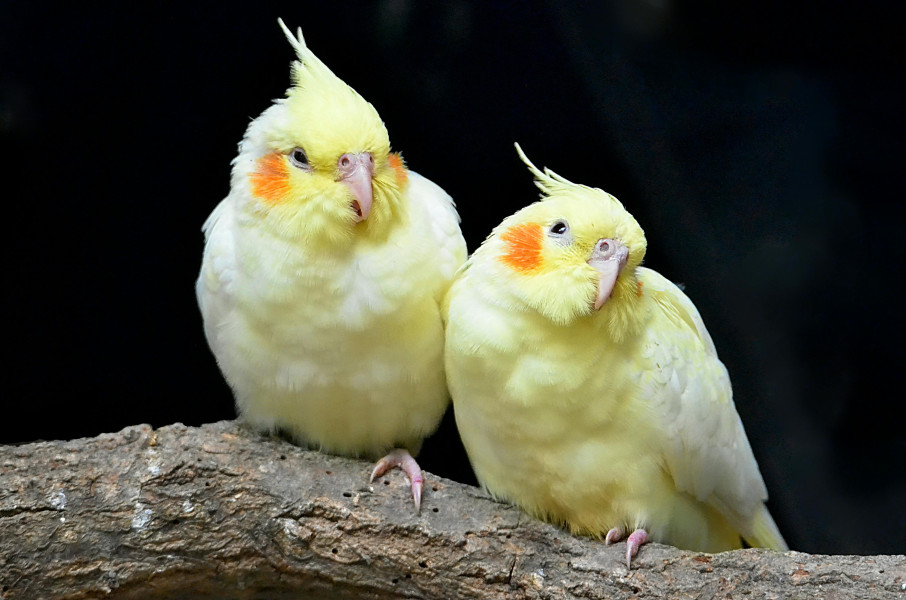 Bird sitting at the owner's home (short-term).